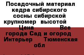 Посадочный материал кедра сибирского (сосны сибирской) крупномер, высотой 3-3.5  › Цена ­ 19 800 - Все города Сад и огород » Интерьер   . Тюменская обл.